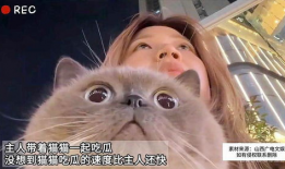 猫猫吃瓜娱乐圈,趣味横生的娱乐圈幕后故事